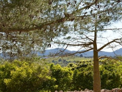 Mallorca kompleks willowy Finca Son Blat Porto Cristo